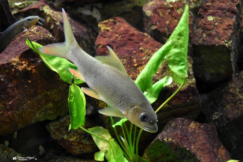 Buckelkopfkarpfen | Museum König, Bonn | 11.02.2024