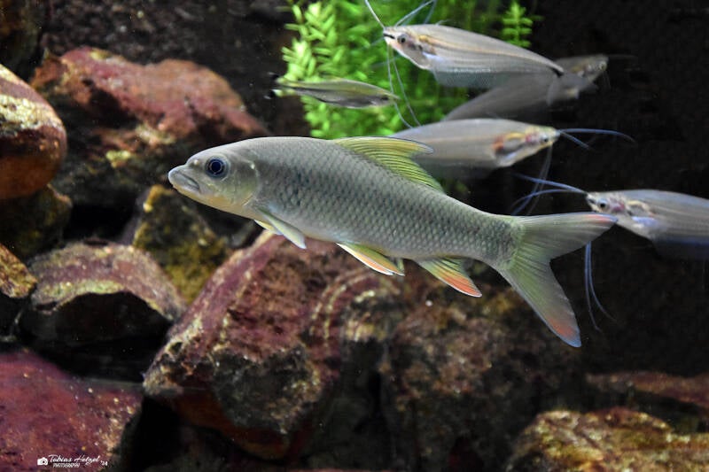 Buckelkopfkarpfen | Museum König, Bonn | 11.02.2024