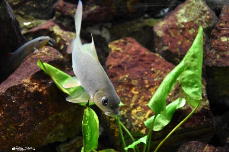 Buckelkopfkarpfen | Museum König, Bonn | 11.02.2024