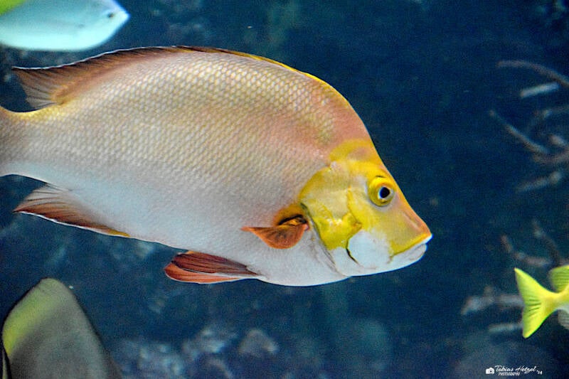 Buckelschnapper | Burgers Zoo, Arnhem | 07.07.2021