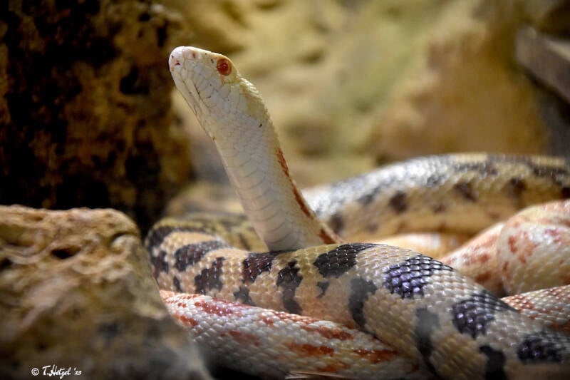 Bullennatter (kein Unterartenstatus) | Vivarium Darmstadt | 25.10.2022