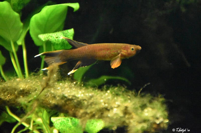 Bunter Prachtkärpfling