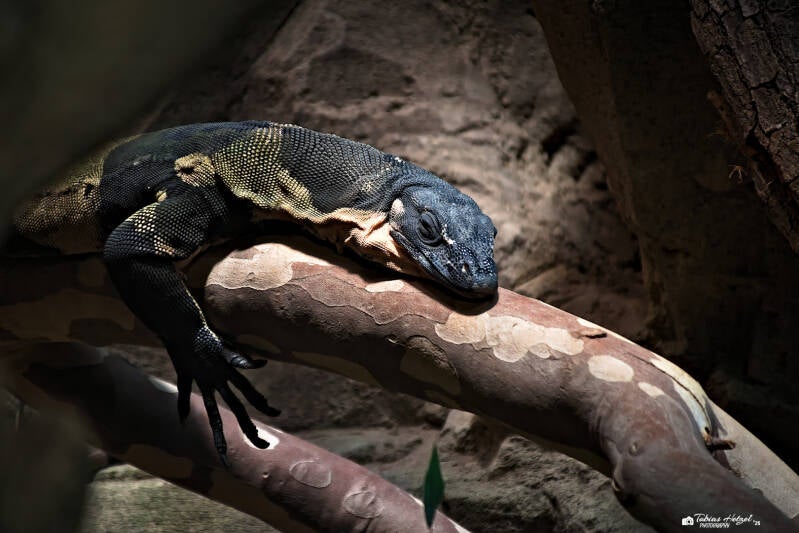 Buntwaran | Wilhelma Stuttgart | 19.06.2025