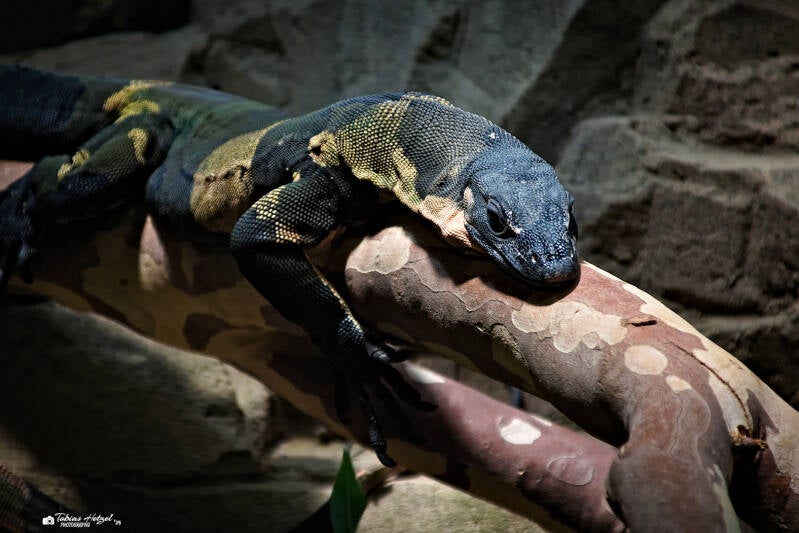 Buntwaran | Wilhelma Stuttgart | 19.06.2025