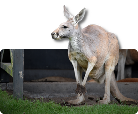 Rotes Riesenkänguru