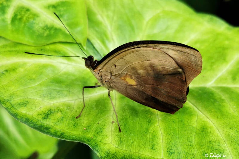 Catonephele numilia | Palmengarten Frankfurt | 21.04.2023