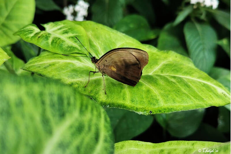 Catonephele numilia | Palmengarten Frankfurt | 21.04.2023