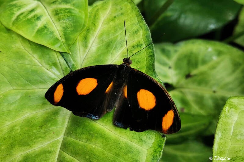 Catonephele numilia | Palmengarten Frankfurt | 21.04.2023