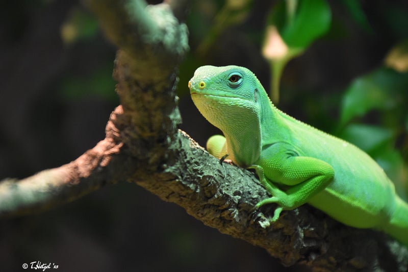 Gebänderter Fidschileguan