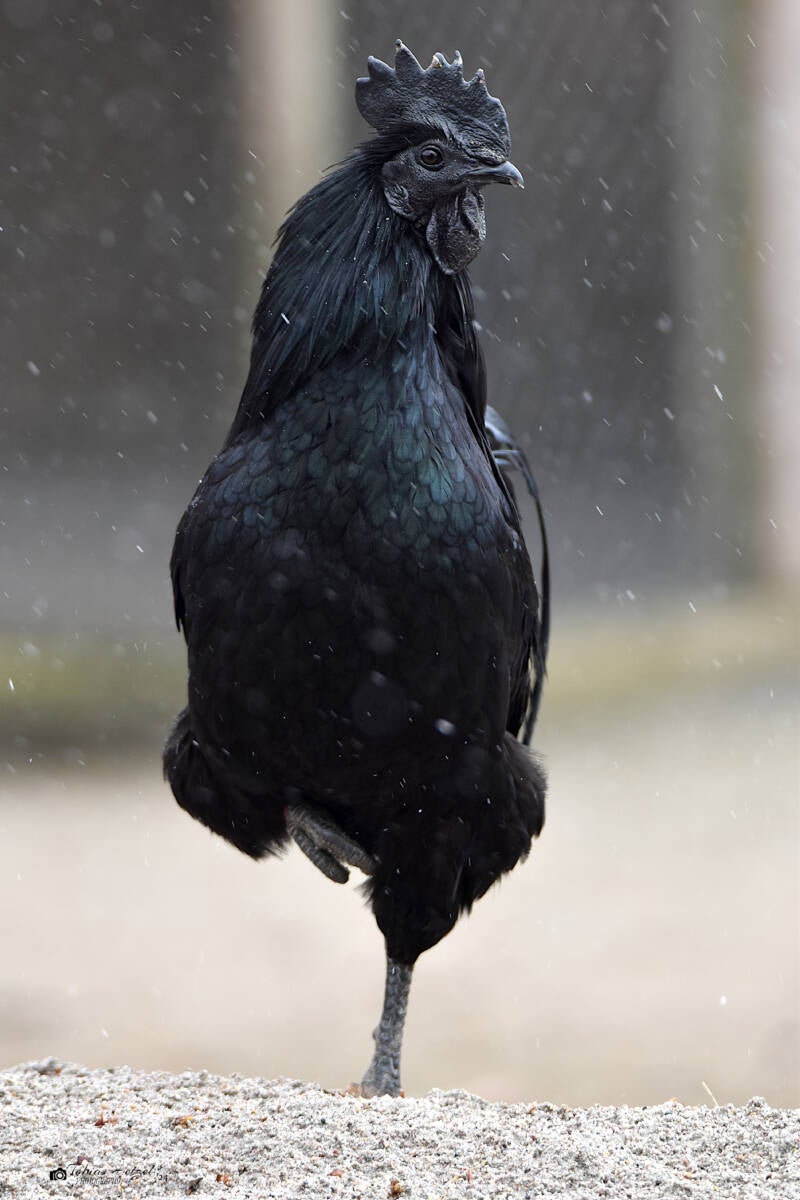 Cemani | Zoo Heidelberg | 02.04.2022