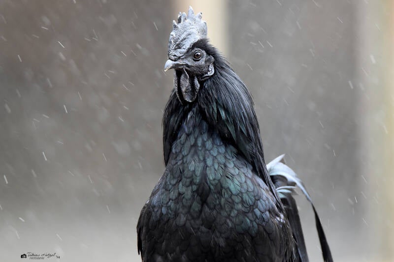 Cemani | Zoo Heidelberg | 02.04.2022