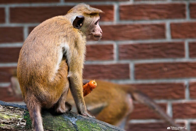 Ceylon-Hutaffe | Tier- und Freizeitpark Thüle | 03.08.2024