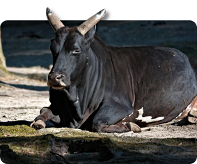 Ceylon-Zwergzebu