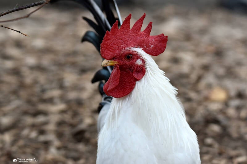 Chabo | Tiergarten Worms | 17.10.2021