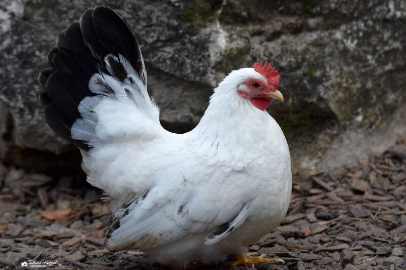 Chabo | Tiergarten Worms | 17.10.2021