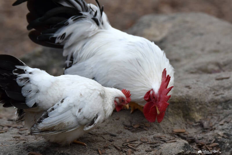 Chabo | Tiergarten Worms | 17.10.2021
