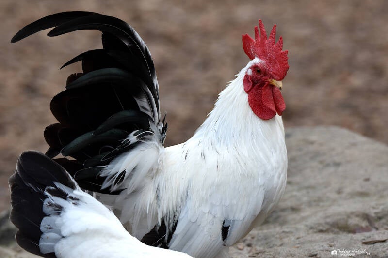 Chabo | Tiergarten Worms | 17.10.2021