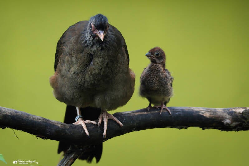 Chacoguan | Zoo Neuwied | 17.06.2024