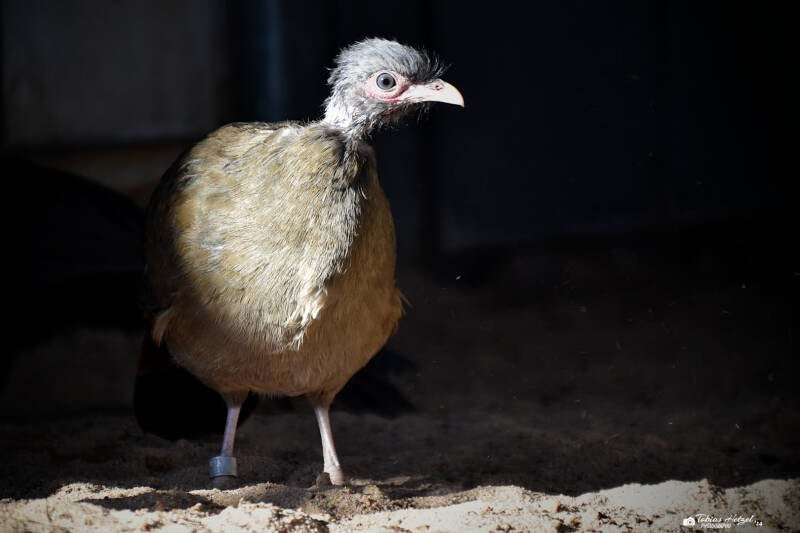 Chacoguan | Wilhelma Stuttgart | 27.01.2024