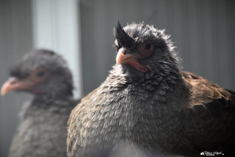 Chacoguan | Wilhelma Stuttgart | 16.06.2023.jpg