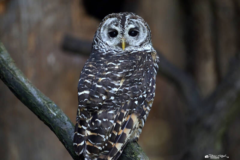 Chacokauz | Tierpark Berlin | 27.05.2018