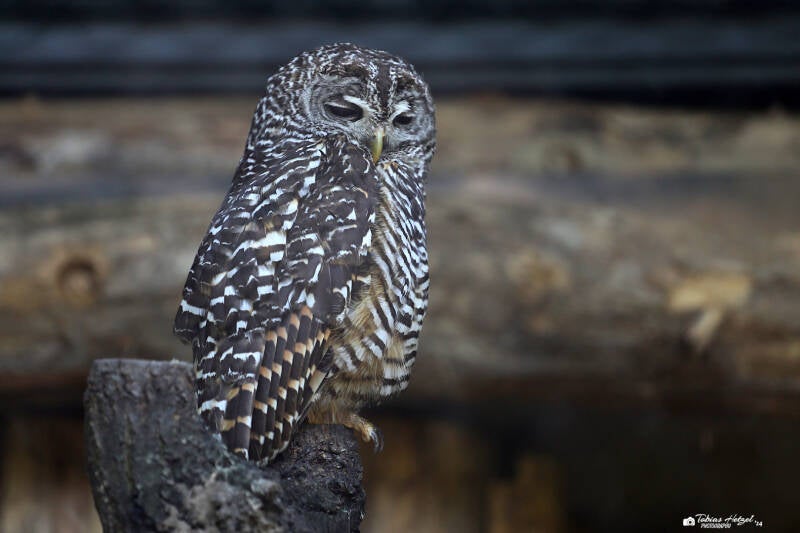 Chacokauz | Tierpark Berlin | 27.05.2018