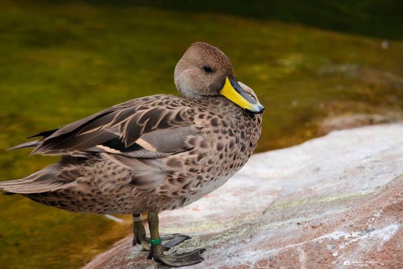 Chile-Spitzschwanzente | Zoo Krefeld | 16.06.2024