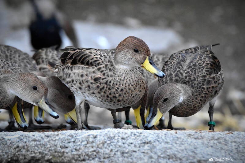 Chile-Spitzschwanzente | Zoo Plzen | 17.09.2022