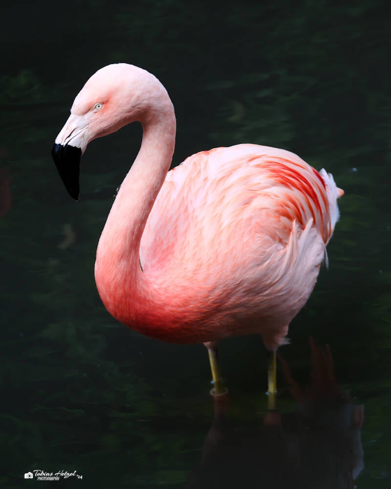 Chileflamingo | Zoo Wuppertal | 16.06.2024