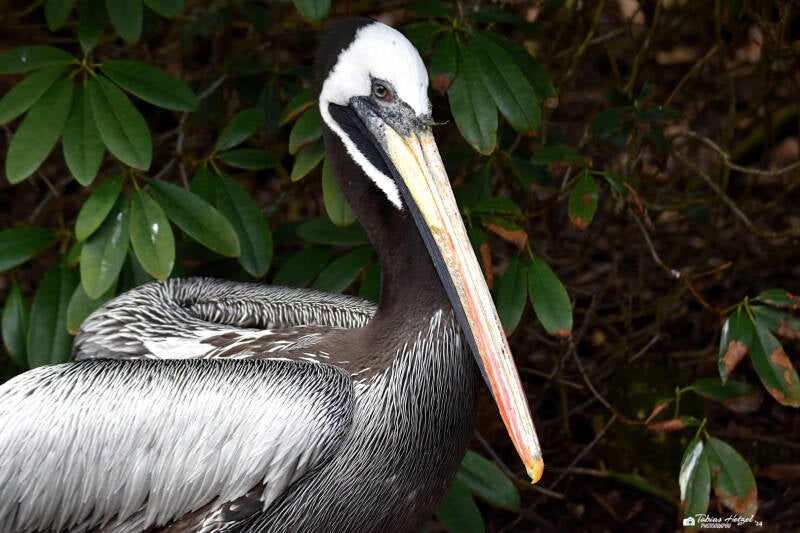 Chilepelikan | Weltvogelpark Walsrode | 12.04.2021