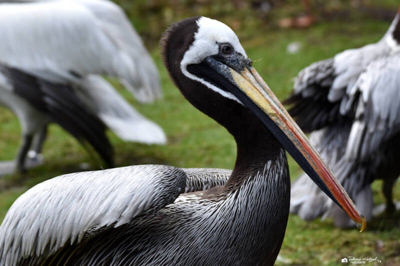 Chilepelikan | Weltvogelpark Walsrode | 12.04.2021