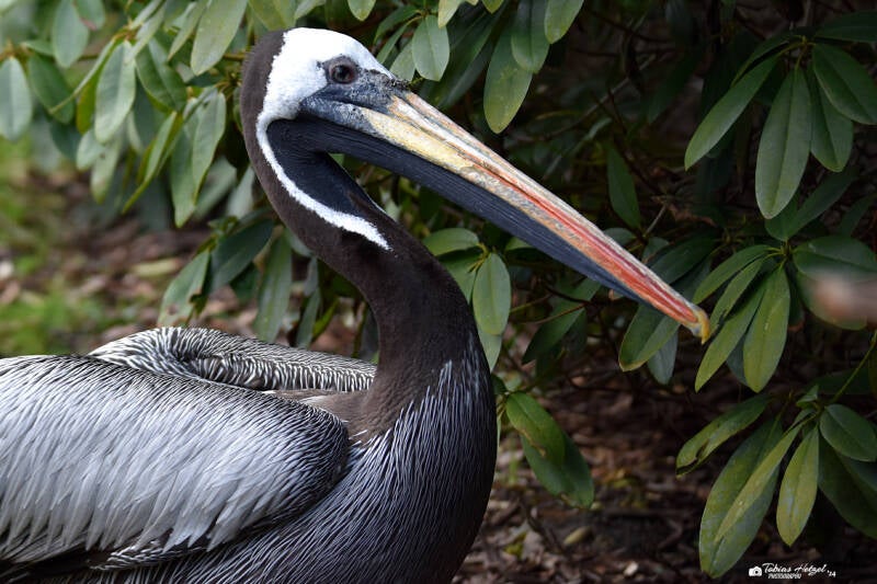 Chilepelikan | Weltvogelpark Walsrode | 12.04.2021