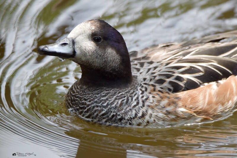 Chilepfeifente | Zoo Zürich | 04.07.2020