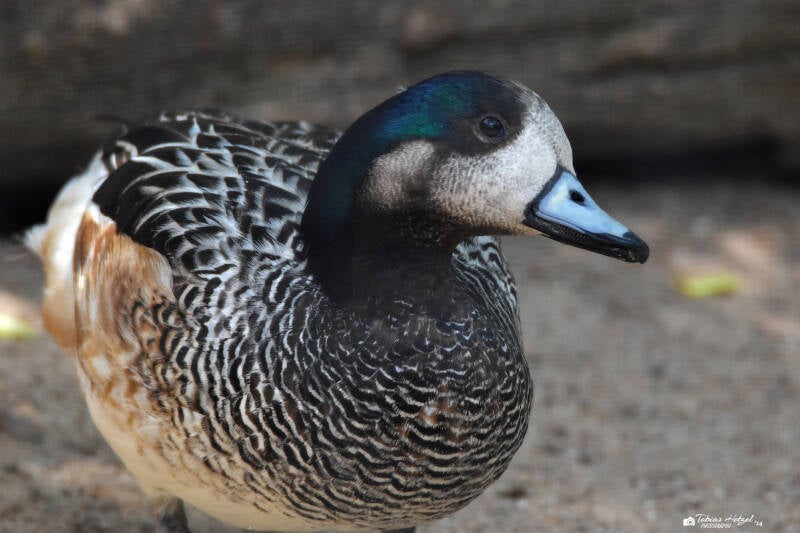 Chilepfeifente | Zoo Heidelberg | 22.06.2020