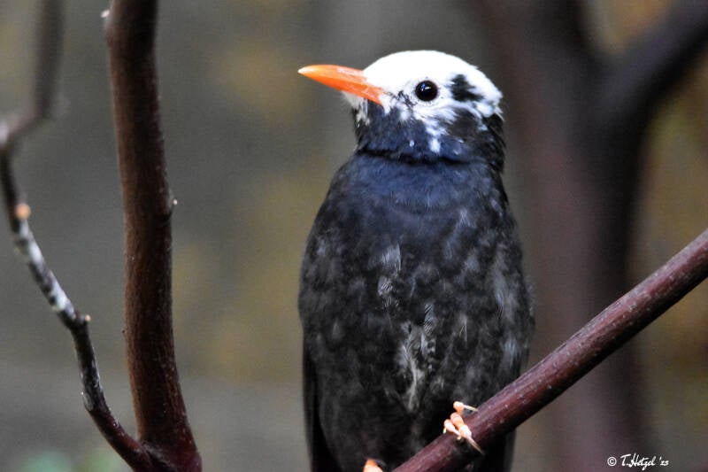 China-Rotschnabelbülbül (kein Unterartenstatus) | Zoo Wuppertal | 24.10.2021