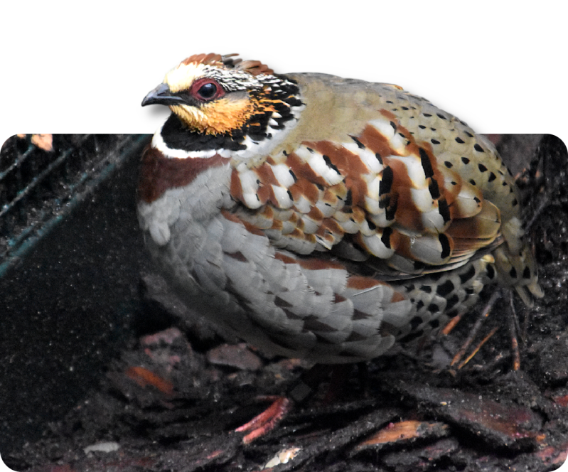 Nördliches Spitzhörnchen