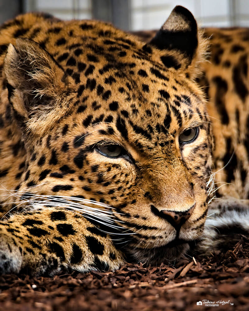 Chinaleopard | Zoologischer Stadtgarten Karlsruhe | 03.04.2026