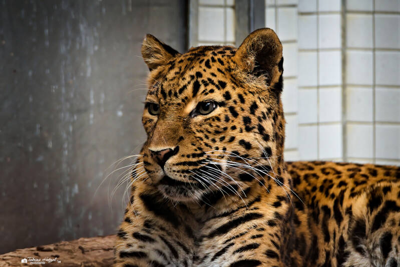 Chinaleopard | Zoologischer Stadtgarten Karlsruhe | 03.04.2026
