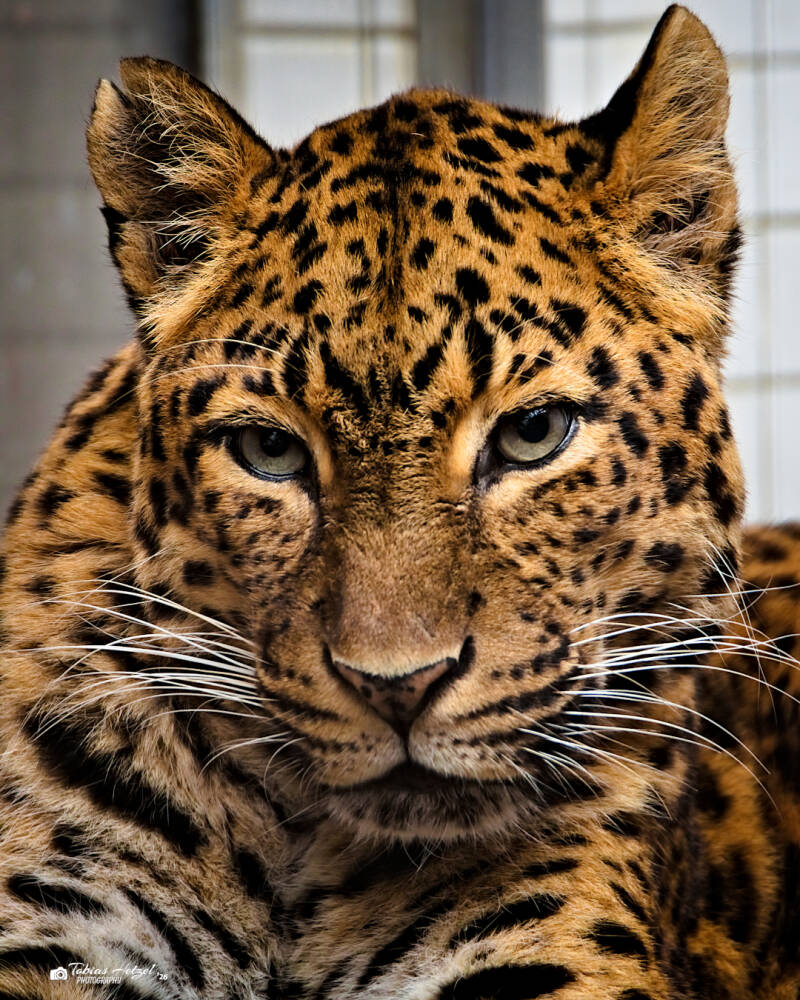 Chinaleopard | Zoologischer Stadtgarten Karlsruhe | 03.04.2026