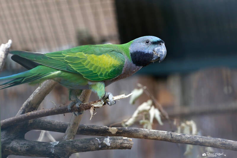 Chinasittich | Zoo Neunkirchen | 03.08.2019