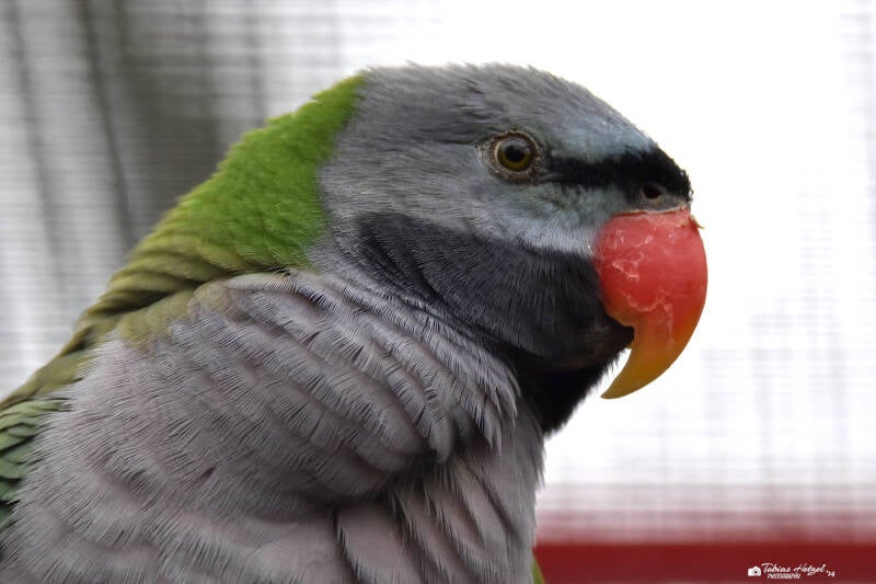 Chinasittich | Zoo Neunkirchen | 30.01.2021