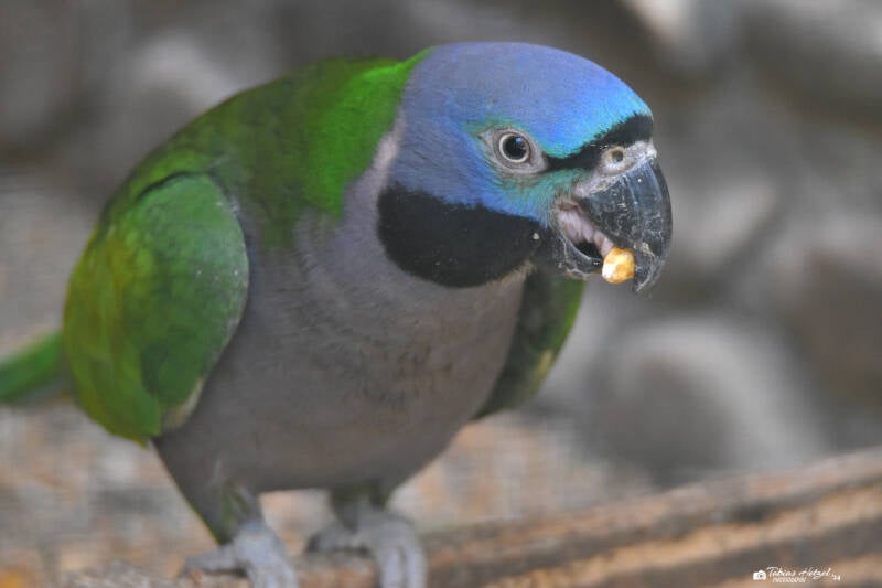Chinasittich | Haustierhof Reutemühle, Überlingen-Bambergen | 05.07.2020