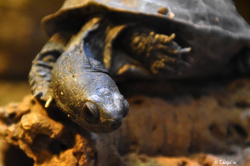 Chinesische Dreikiel-Schildkröte
