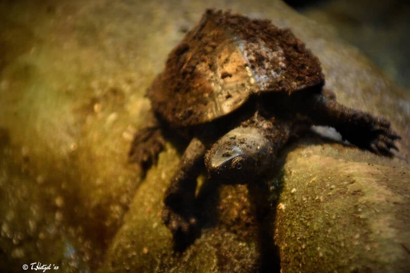 Chinesische Dreikiel-Schildkröte