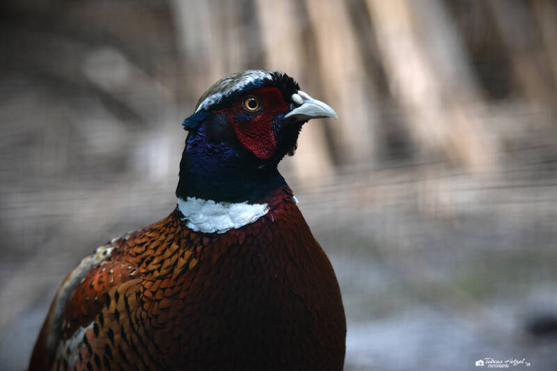 Chinesischer Ringfasan | Zoo Decin | 11.07.2025