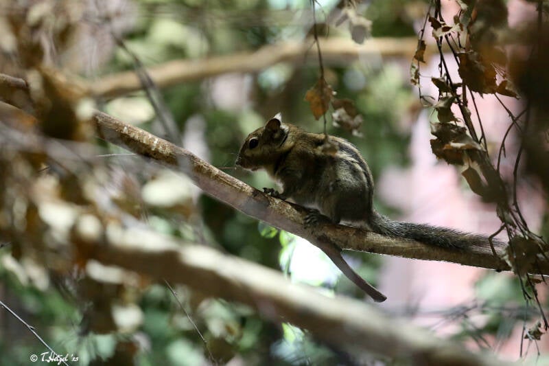 Swinhoe-Zwergstreifenhörnchen | Zoo Leipzig | 17.08.2018
