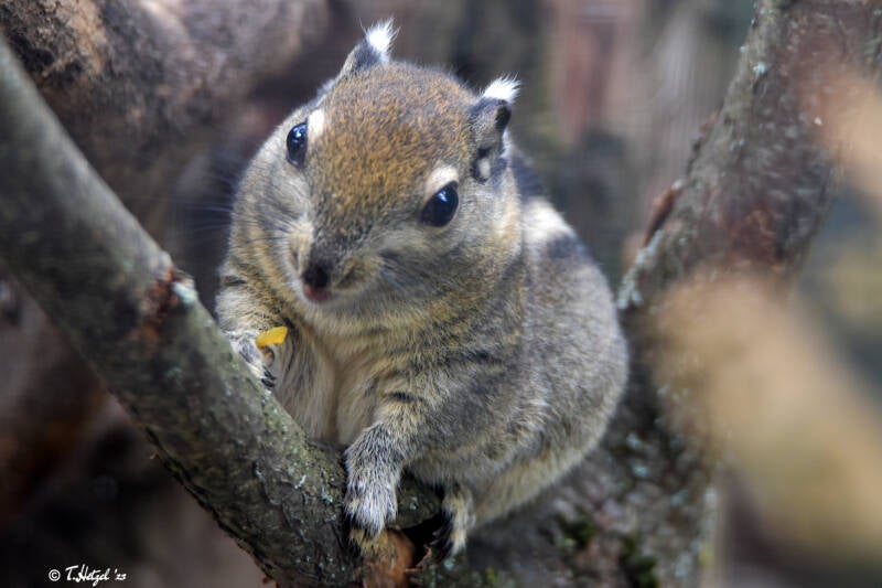 Swinhoe-Zwergstreifenhörnchen | Zoo Zürich | 04.07.2020