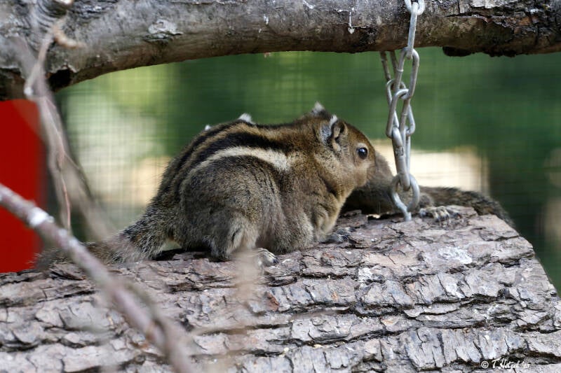 Swinhoe-Zwergstreifenhörnchen | Zoo Neunkirchen | 03.08.2019