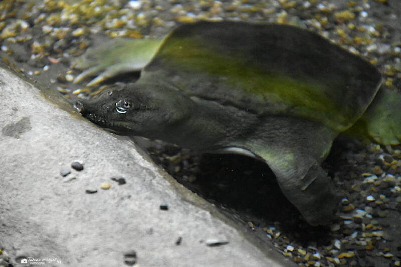 Chinesische Weichschildkröte | Zoo Neuwied | 30.01.2022