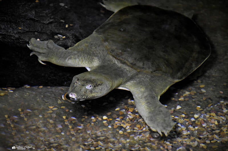 Chinesische Weichschildkröte | Zoo Neuwied | 30.01.2022